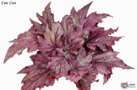 Can Can (л/ср) - код Б127