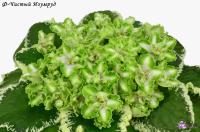 Ф-Чистый Изумруд (стандарт) (л/ук) - код Ф1037