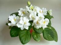 ЛЕ-Морозник Восточный (трейлер) (дет) - код  Ф966