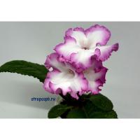 DS-1857 (дет) - С157