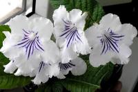 Guidelines (дет) - С145