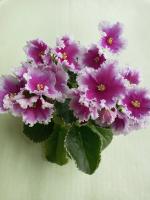 МТ-Яркие Сны (стандарт) (л/ук) - код Ф1044