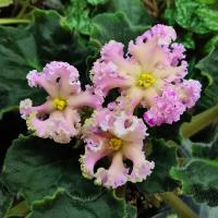 РМ-Оранжевое Лето (стандарт) (л/ук) - код Ф319