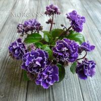 Morgan's Roji (миниатюра) (л/ср) - код Ф570 **