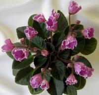 Н-За Любовь! (миниатюра) (л/ук) - код Ф258 **