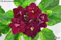 ЕК-Аргентинское Танго (стандарт) (л/ук) - код Ф773 **