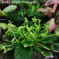 Senk's Vespa Verde green (миниатюра) (л/ук) - код Ф118