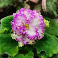 АВ-Лучший Подарок (стандарт) (л/ук) - код Ф219