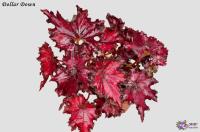 Dollar Down (л/ср) - код Б081