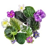 Набор 30 срезанных листьев Фиалок (трейлеры)