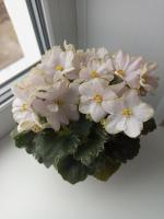 АВ-Павлин Мавлин (стандарт) (л/ук) - код Ф472