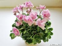 Goldilocks (миниатюра) (л/ср) - код Ф926