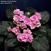 Optimara Little Ottawa (миниатюра) (л/ср) - код Ф077 **