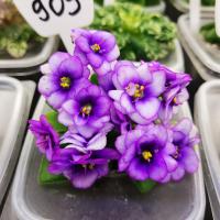 АВ-Ёжик в Тумане (миниатюра) (л/ср) - код Ф909