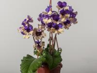 DS-Нью Эйдж (дет) - код С074