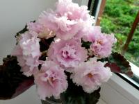 РМ-День Ангела SP (стандарт) (л/ук) - код Ф980