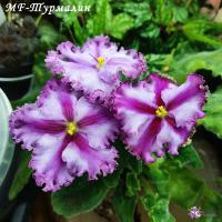 MF-Турмалин (стандарт-химера) (новинка 2025) (п/ук) - Ф974