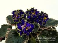 ЕК-Кудри Посейдона (стандарт) (л/ук) - код Ф225 **