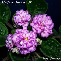 ЛЕ-Фата Моргана SP (стандарт) (л/ук) - код Ф421 **