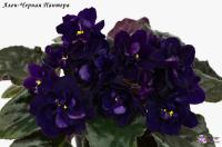 Ален-Черная Пантера (стандарт) (л/ук) - код Ф508