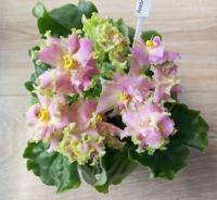 RIV-Амон Ра (стандарт) (л/ук) - код Ф347