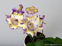 DS-Ultra (дет) - код С051