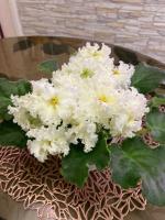 НД-Желтая Магнолия (стандарт) (л/ук) - код Ф626