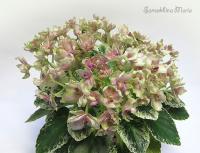 Kentucky Baby Sister (миниатюра) (л/ср) - код Ф045