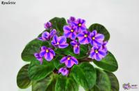 Roulette (стандарт-химера) (п/ук) - код Ф002