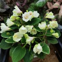 ЛЕ-Ванильное Небо (трейлер) (л/ук) - код Ф774 ЛЕ-Ванильное Небо (трейлер) (л/ук) - код Ф774