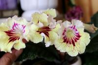 KT-Amouage (дет) - код С116