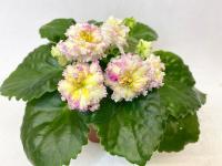 АВ-Золотая Панда (Новинка 2022) (стандарт) (л/ук) - код Ф548