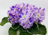 ЛЕ-Сюрприз Зимы (стандарт) (л/ук) - код Ф985 **