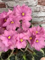 Р-Донна Роза Дальвадорес (стандарт) (л/ук) - код Ф235