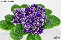 Ф-Царский Цвет (стандарт) (л/ук) - код Ф745 **