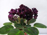 Mac's Black Uhuru (миниатюра) (л/ср) - код Ф326