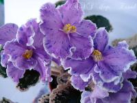 AVS-Игорь Тальков (стандарт) (л/ук) - код Ф411