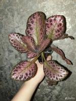 Smoky Topaz (сталон срез) - код Э011