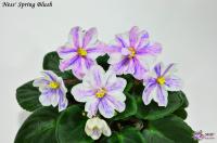 Ness' Spring Blush (миниатюра-химера) (п/ук) - код Ф527