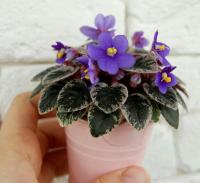 Cajun's Lil Forever Blue (миниатюра) (л/ср) - код Ф440 **