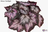 Winter Twillight (дет) - код Б146