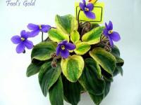 Fool's Gold (миниатюра) (л/ср) - код Ф042