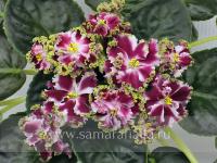 КО-Петушок Золотой Гребешок (стандарт) (л/ук) - код Ф222