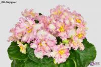 АВ-Нарцисс (стандарт) (л/ук) - код Ф005 **