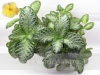 My Precious (сталон срез) - код Э005