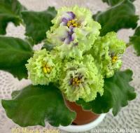 КО-Молодо-Зелено (стандарт) (дет) - код Ф477