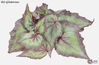 DS-Glamorous (л/ср) - код Б083