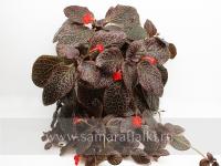 Chocolate Cream (сталон срез) - код Э029