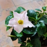 Sundaville Classic White (укорененный черенок) - код Д005