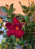 Sundaville Classic Dark Red (укорененный черенок) - код Д003